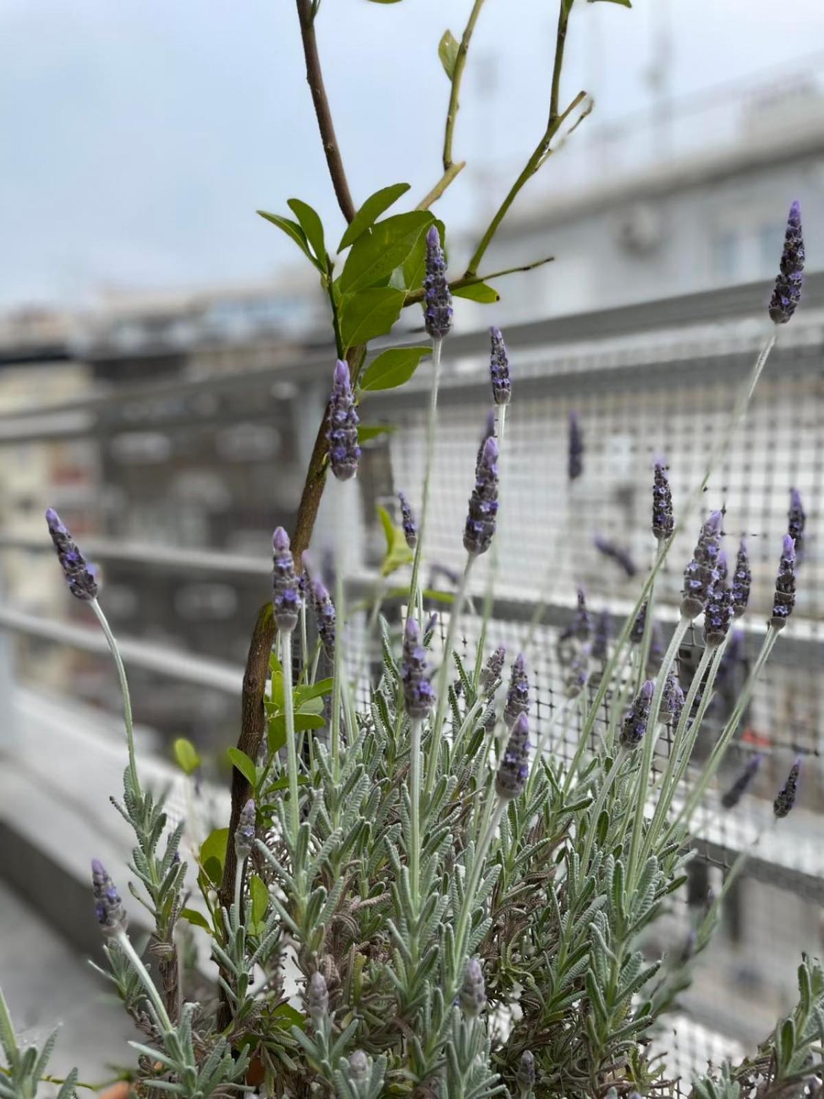 Domus City Apartment With Wonderful Balcony Θεσσαλονίκη Εξωτερικό φωτογραφία